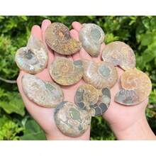 Ammonite Fossil Pair: Natural Matching Opalized Ammonites - Choose Size & Amount - Small: 0.8 - 1.57" - View 10