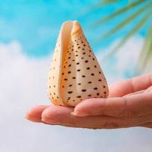 1pc Yellow Conch Shell | Random Yellow Corn Snail Shell Pattern, Suitable As Hermit Crab Replacement Shell, Aquarium Decoration, Ocean Theme Party Decor, And Beach Music Festival Decoration. - Random Pattern - View 9