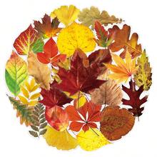 50pcs Fresh Ins Style Korean Autumn Vibe Transparent Fallen Maple Leaf DIY Photocard Table Lamp Decorative Stickers - 50 Fallen Leaves - View 5