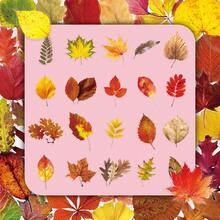 50pcs Fresh Ins Style Korean Autumn Vibe Transparent Fallen Maple Leaf DIY Photocard Table Lamp Decorative Stickers - 50 Fallen Leaves - View 2