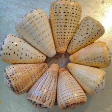 1pc Yellow Conch Shell | Random Yellow Corn Snail Shell Pattern, Suitable As Hermit Crab Replacement Shell, Aquarium Decoration, Ocean Theme Party Decor, And Beach Music Festival Decoration. - Random Pattern - View 11
