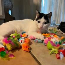 Paquete mixto de juguetes para gatos de 56 piezas/28 piezas/14 piezas. Una combinación de varios juguetes de plástico y juguetes de peluche adecuados para múltiples gatos para jugar - Rojo y blanco - Ver 4