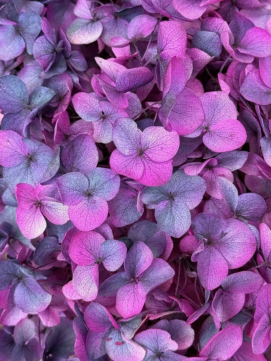 1 Caja de Flores Artificiales, Hortensias Falsas Multicolor - Perfectas para Manualidades DIY, Velas, Bodas, Proyectos Hechos a Mano, Navidad - degradado negro-púrpura - Ver 1