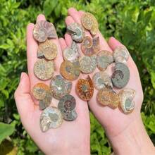 Ammonite Fossil Pair: Natural Matching Opalized Ammonites - Choose Size & Amount - Small: 0.8 - 1.57" - View 11