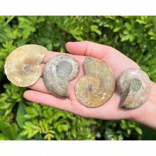 Ammonite Fossil Pair: Natural Matching Opalized Ammonites - Choose Size & Amount - Small: 0.8 - 1.57" - View 6