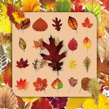 50pcs Fresh Ins Style Korean Autumn Vibe Transparent Fallen Maple Leaf DIY Photocard Table Lamp Decorative Stickers - 50 Fallen Leaves - View 1