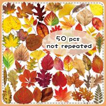 50pcs Fresh Ins Style Korean Autumn Vibe Transparent Fallen Maple Leaf DIY Photocard Table Lamp Decorative Stickers - 50 Fallen Leaves - View 11