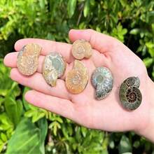 Ammonite Fossil Pair: Natural Matching Opalized Ammonites - Choose Size & Amount - Small: 0.8 - 1.57" - View 9