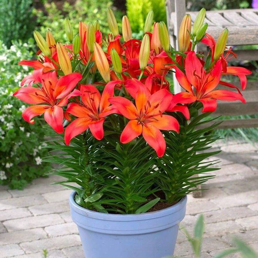 Asiatic Lily Matrix ASIATIC Lily 100seeds Real Thriller In The Garden Perennial - Variant1 - View 1