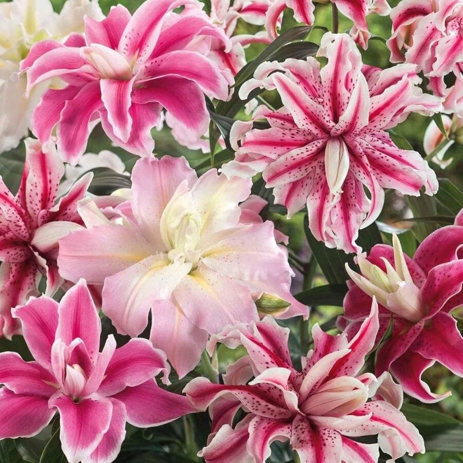 Lily Flower Mix For Planting, Low Maintenance Flower - 100pcs/s.e.e.ds - View 1