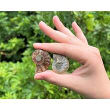Ammonite Fossil Pair: Natural Matching Opalized Ammonites - Choose Size & Amount - Small: 0.8 - 1.57" - View 8