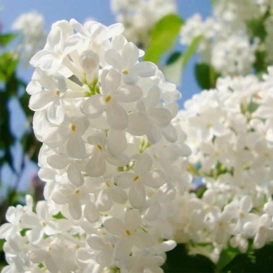 142Pcs White Yew Seed Planting - 142pcs - View 1