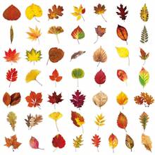 50pcs Fresh Ins Style Korean Autumn Vibe Transparent Fallen Maple Leaf DIY Photocard Table Lamp Decorative Stickers - 50 Fallen Leaves - View 3