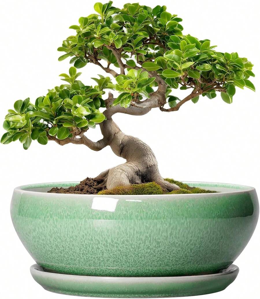 8-Inch Round, Shallow Ceramic Succulent Pot With Drainage Hole And Saucer. Suitable For Indoor And Outdoor Use. Home Decor... - Green - View 1