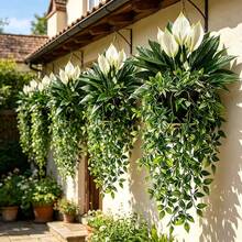 2pcs Set Artificial Peace Lily And Mandara Vine Combination, Suitable For Outdoor Garden Hanging Decor, Archway Styling, Window Sill Display, Wedding And Patio Decoration - Multicolor - View 7