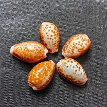 5/10個迷你紅花螺殼裝飾品 手作珠寶樹脂藝術DIY材料 海洋風迷你景觀家居裝飾聖誕禮物 - 套裝 - 查看 12