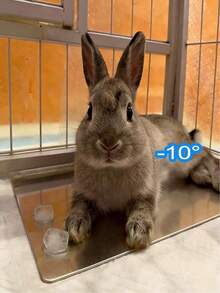 Tappetino refrigerante per conigli, tappetino refrigerante per piccoli animali domestici come criceti, realizzato in materiale di alluminio, adatto per conigli, criceti, cani/gatti di piccola taglia, raffreddamento efficace, tappetino per dormire estivo per conigli, prodotto refrigerante per cani/gatti, tappetino refrigerante in alluminio estivo per animali domestici. - Multicolore - Visualizzare 2
