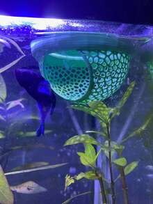 水族箱漂浮鬥魚皮餵食環，鬥魚或蝦餵食器，洞穴與吊床，小魚餵食環，水族箱隱藏式餵食裝飾配件 - 彩色 - 查看 1