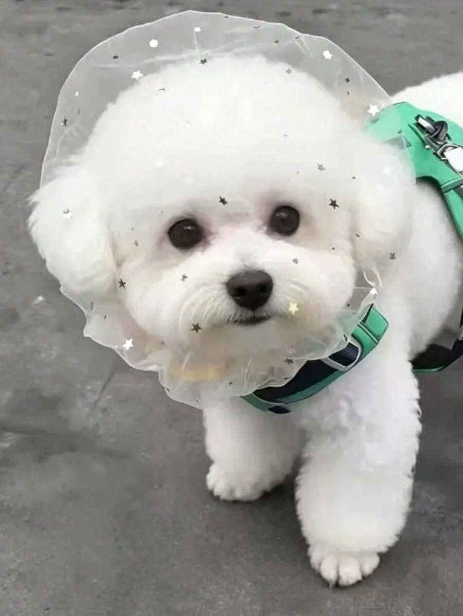 狗狗戶外防誤食防蚊頭套,透氣網格面罩防止拾取異物,防舔防咬保護裝備,輕便舒適不緊繃防食兜帽,適合中小型犬外出使用 - 彩色 - 查看 1