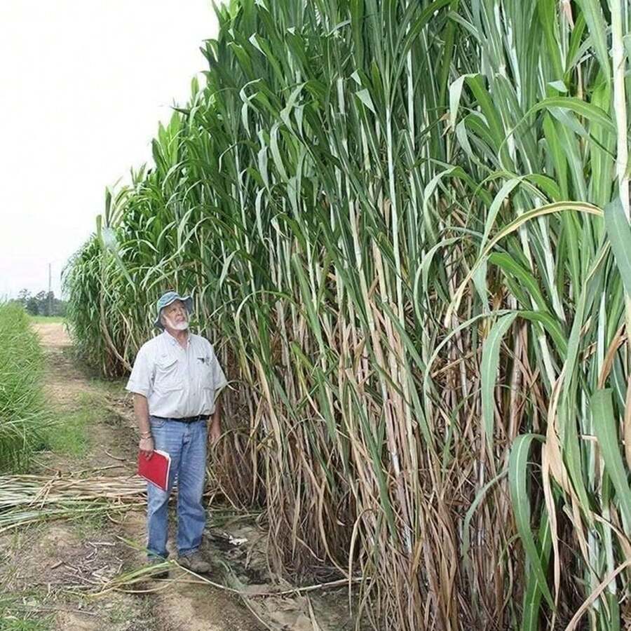 Calmative Plant Elephant's de , EE. UU., son las hierbasás calmantes del mundo, con un total de... - 5000 semillas - Ver 1