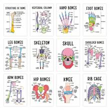 12pcs Skeletal Anatomy Flashcards - Human Skeletal System Diagram Cards, Suitable For Healthcare Professionals And Students' Skeletal Anatomy Learning - Interactive Learning Cards With Labeled Skeletal Diagrams - A - View 1