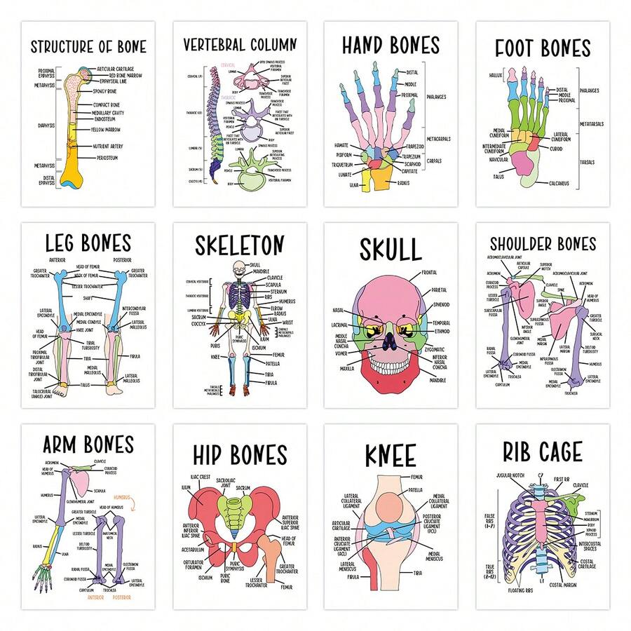 12pcs Skeletal Anatomy Flashcards - Human Skeletal System Diagram Cards, Suitable For Healthcare Professionals And Students' Skeletal Anatomy Learning - Interactive Learning Cards With Labeled Skeletal Diagrams - A - View 1
