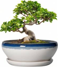 8-Inch Round, Shallow Ceramic Succulent Pot With Drainage Hole And Saucer. Suitable For Indoor And Outdoor Use. Home Decor... - Blue-white - View 1