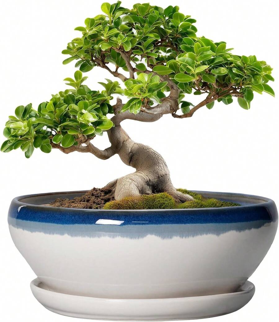8-Inch Round, Shallow Ceramic Succulent Pot With Drainage Hole And Saucer. Suitable For Indoor And Outdoor Use. Home Decor... - Blue-white - View 1