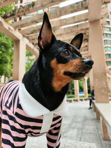 1pc Dog T-Shirt Simple Striped Dog T-Shirt Shirt, Summer Breathable Striped Shirt Pet Clothes Dog Apparel Striped Clothes Cat Universal Style Suitable For Schnauzer, Maltese, Teddy, Yorkshire, Bichon, Pomeranian, Poodle And Other Small Dog Clothing T-Shirt, Pet Dog Super Cool T-Shirt Handsome Polo Shirt - Pink - View 6