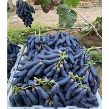Dried Plants - 50pcs/seed - View 2