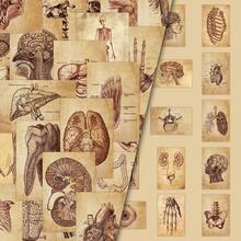 50pcs Vintage Human Anatomy Structure Notes Creative Kraft Paper Style Niche Medical Decorative Illustration Fridge Stickers - 50 Retro Human Anatomy Notes - View 3
