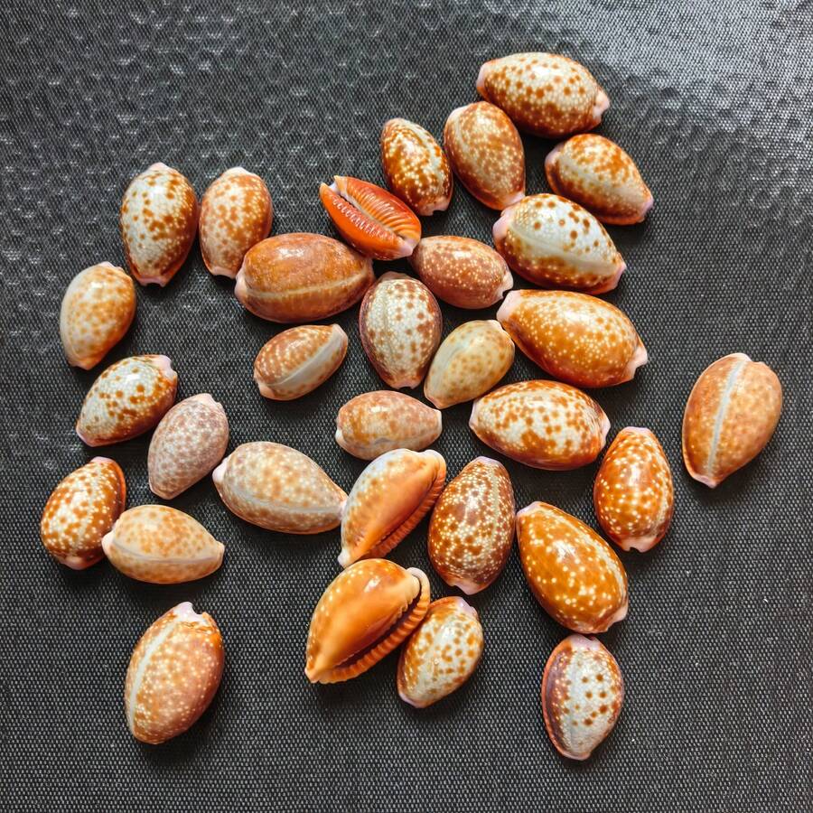 5/10個迷你紅花螺殼裝飾品 手作珠寶樹脂藝術DIY材料 海洋風迷你景觀家居裝飾聖誕禮物
