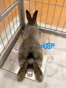 Tappetino refrigerante per conigli, tappetino refrigerante per piccoli animali domestici come criceti, realizzato in materiale di alluminio, adatto per conigli, criceti, cani/gatti di piccola taglia, raffreddamento efficace, tappetino per dormire estivo per conigli, prodotto refrigerante per cani/gatti, tappetino refrigerante in alluminio estivo per animali domestici. - Multicolore - Visualizzare 1