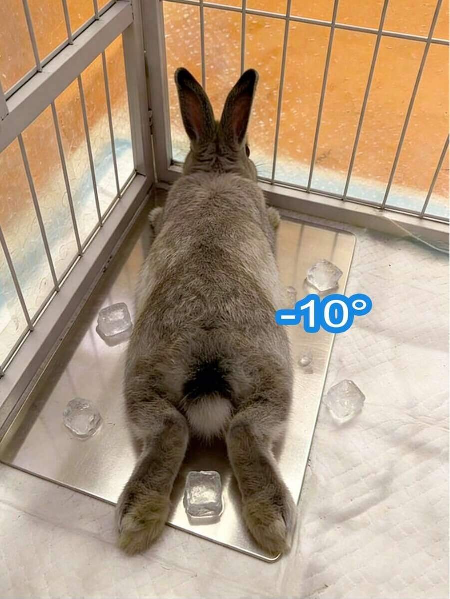 Tappetino refrigerante per conigli, tappetino refrigerante per piccoli animali domestici come criceti, realizzato in materiale di alluminio, adatto per conigli, criceti, cani/gatti di piccola taglia, raffreddamento efficace, tappetino per dormire estivo per conigli, prodotto refrigerante per cani/gatti, tappetino refrigerante in alluminio estivo per animali domestici. - Multicolore - Visualizzare 1