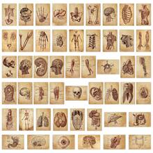 50pcs Vintage Human Anatomy Structure Notes Creative Kraft Paper Style Niche Medical Decorative Illustration Fridge Stickers - 50 Retro Human Anatomy Notes - View 4