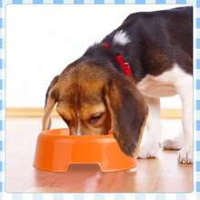 Wholesale Practical Plastic Pet Bowls, Candy Color Round Single Bowl, Cat & Dog Food Dishes, Pet Feeding Utensils - Random Color - View 5