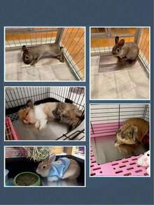 Tappetino refrigerante per conigli, tappetino refrigerante per piccoli animali domestici come criceti, realizzato in materiale di alluminio, adatto per conigli, criceti, cani/gatti di piccola taglia, raffreddamento efficace, tappetino per dormire estivo per conigli, prodotto refrigerante per cani/gatti, tappetino refrigerante in alluminio estivo per animali domestici. - Multicolore - Visualizzare 7