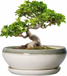 Maceta de cerámica para suculentas de 8 pulgadas, redonda y poco profunda, con orificio de drenaje y platillo. Apta para interiores y exteriores. Decoración de... - Gris- blanco - Ver 1