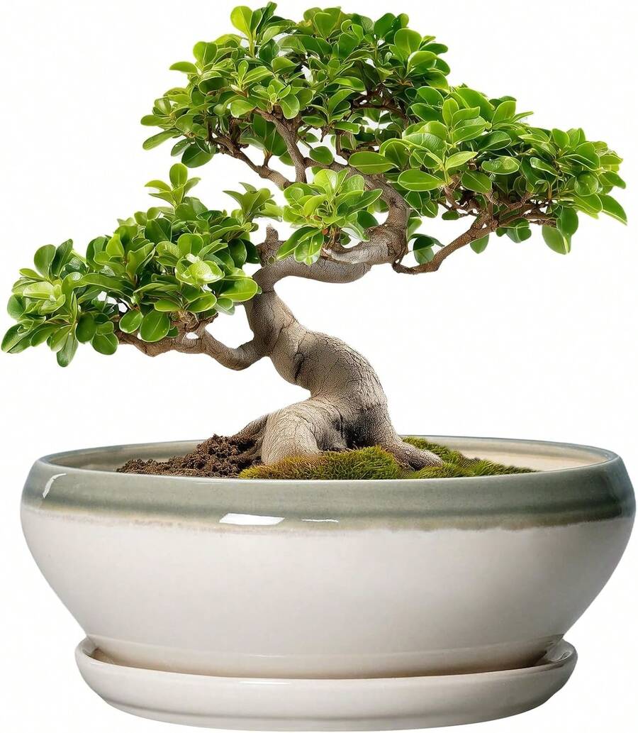 Maceta de cerámica para suculentas de 8 pulgadas, redonda y poco profunda, con orificio de drenaje y platillo. Apta para interiores y exteriores. Decoración de... - Gris- blanco - Ver 1