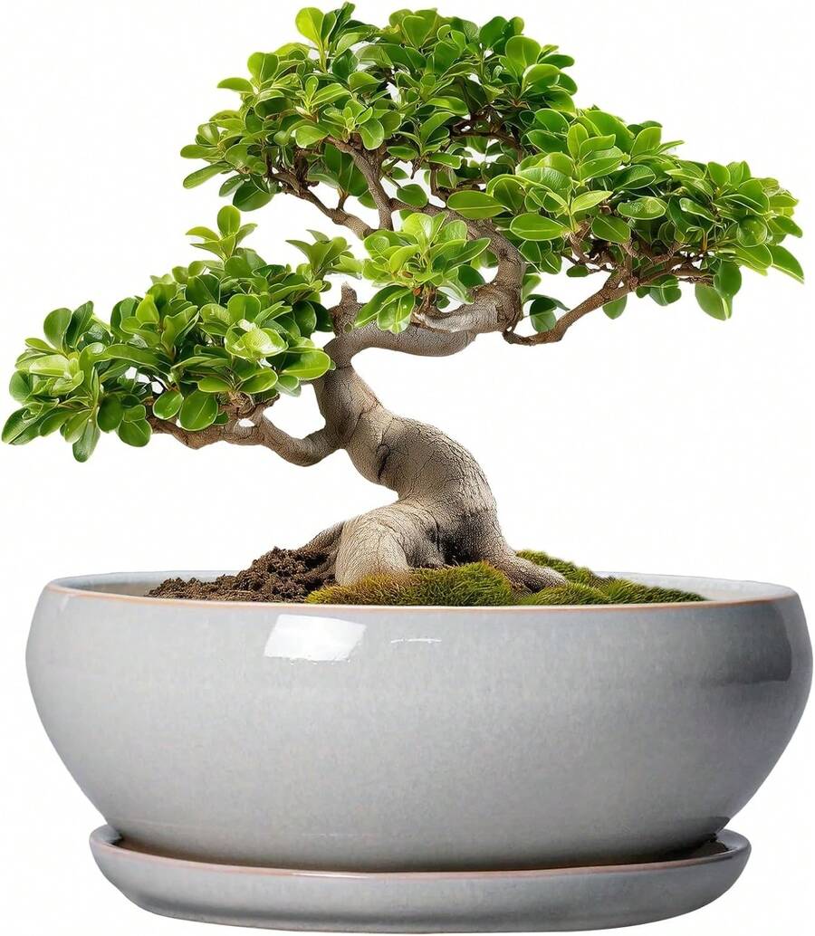 Maceta de cerámica para suculentas de 8 pulgadas, redonda y poco profunda, con orificio de drenaje y platillo. Apta para interiores y exteriores. Decoración de... - Gris - Ver 1