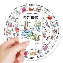 36/72pcs Human Anatomy Quick Reference Cards - Comprehensive Study Guide For Medical Professionals, Anatomy & Physiology Flashcards - Anatomy Learning Guide Reference Cards, For Exam Preparation And Visual Learning - 36Pcs - View 2