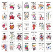 36/72pcs Human Anatomy Quick Reference Cards - Comprehensive Study Guide For Medical Professionals, Anatomy & Physiology Flashcards - Anatomy Learning Guide Reference Cards, For Exam Preparation And Visual Learning - 36Pcs - View 8