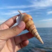 1個獨特海螺短鼻殼，適用於寄居蟹殼更換、水族微景觀裝飾、DIY節日禮物、創意海洋風婚禮裝飾、家居裝飾擺件 - As shown in the figure - 查看 11