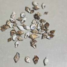 水族館海灘寶藏 混合裝 200g 隨機天然貝殼與海螺袋 鮮豔魚缸與生態缸裝飾 貝殼 海洋裝飾 多種尺寸 - 歡樂水族 - 查看 8