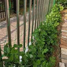 攀爬網 花園網 水果蔬菜花卉種植網 瓜類綠色植物支撐網 農業網 - C - 查看 6