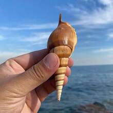 1個獨特海螺短鼻殼，適用於寄居蟹殼更換、水族微景觀裝飾、DIY節日禮物、創意海洋風婚禮裝飾、家居裝飾擺件 - As shown in the figure - 查看 12