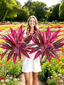 1 Bunch Purple Artificial Boston Fern, Dracaena Plant,18 Leaves Faux Purple-Red Ti Leaf, Tropical Fake Plant For Wedding, Party & Home Decor, Ideal For Christmas & Valentine's Day, No Pot Included - Red Violet - View 1