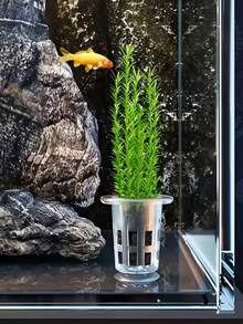 5pcs Transparent Plastic Aquarium Growth Cups With Suction Cup Base, PP Material, Perfect For Hydroponic Plants And Fish Tank Decoration - Transparent - View 3