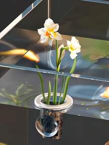 5pcs Transparent Plastic Aquarium Growth Cups With Suction Cup Base, PP Material, Perfect For Hydroponic Plants And Fish Tank Decoration - Transparent - View 7