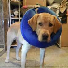 Collar de recuperación inflable para mascotas, cono protector suave, diseño desinflado, necesita inflarse antes de usar para la curación de heridas de perros y gatos (Azul sin tira reflectante/Rosa con tira reflectante) - Multicolor - Ver 6